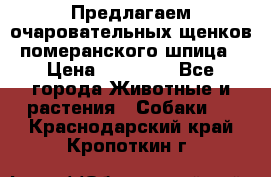 Предлагаем очаровательных щенков померанского шпица › Цена ­ 15 000 - Все города Животные и растения » Собаки   . Краснодарский край,Кропоткин г.